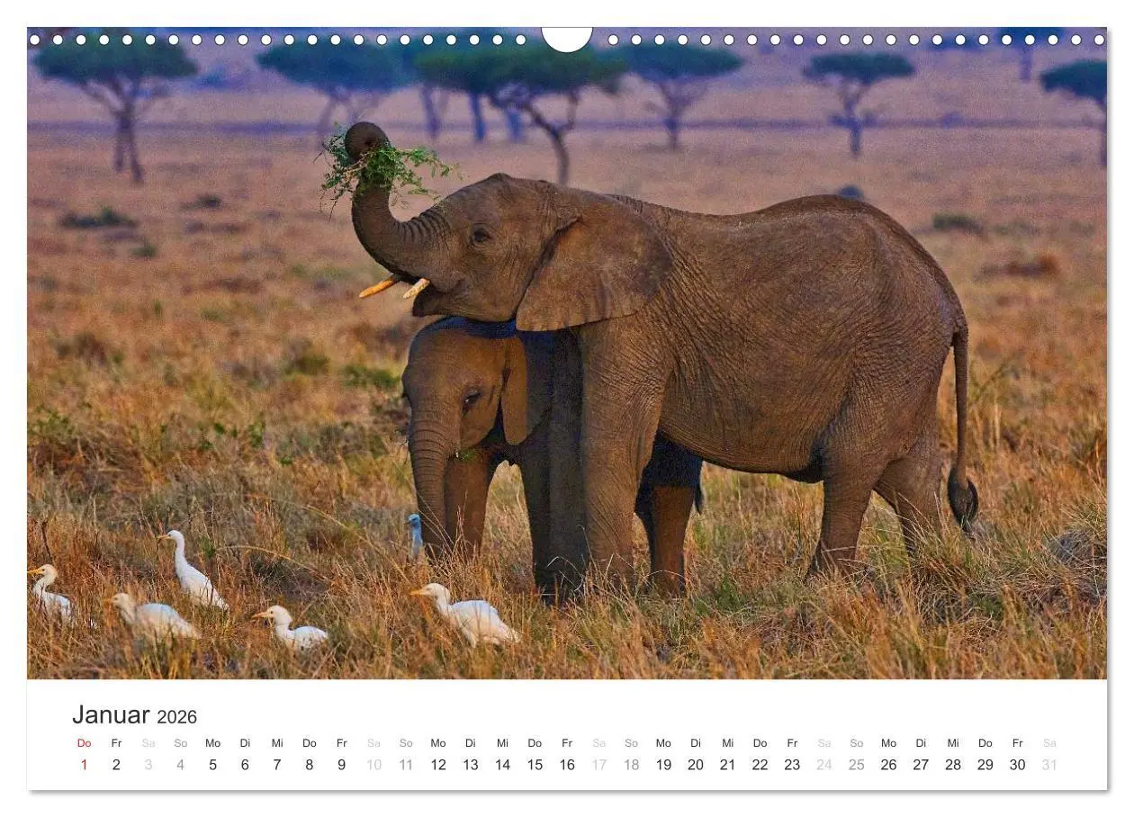 Bild: 9783457981290 | Elefanten - Sanfte Riesen in Afrika (Wandkalender 2026 DIN A3...