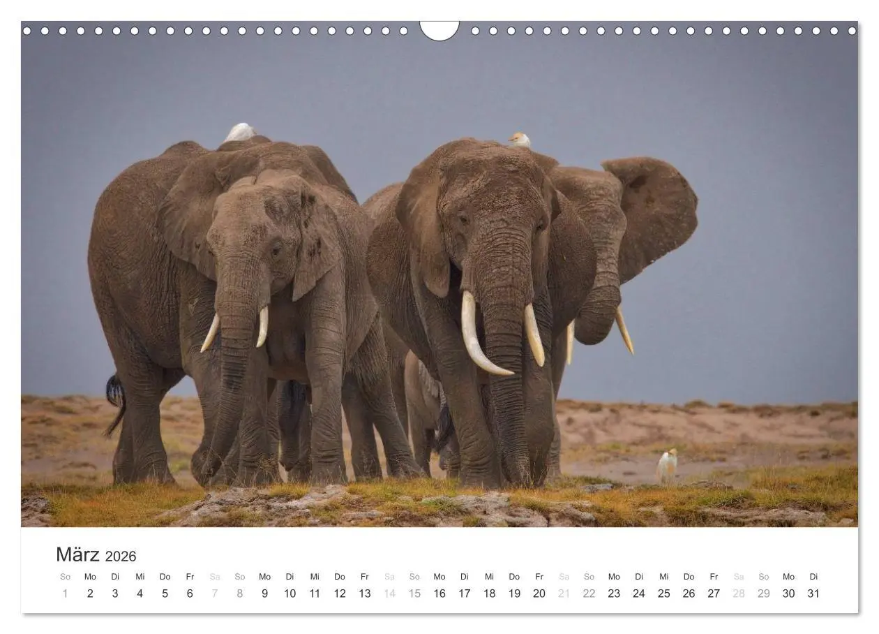 Bild: 9783457981290 | Elefanten - Sanfte Riesen in Afrika (Wandkalender 2026 DIN A3...