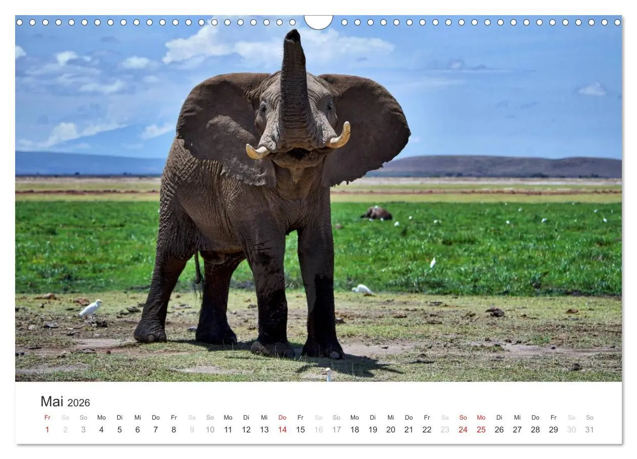 Bild: 9783457981290 | Elefanten - Sanfte Riesen in Afrika (Wandkalender 2026 DIN A3...