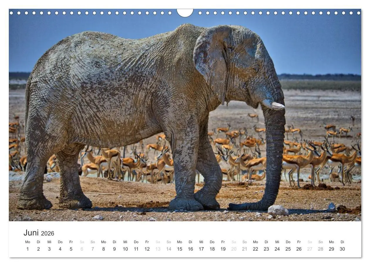 Bild: 9783457981290 | Elefanten - Sanfte Riesen in Afrika (Wandkalender 2026 DIN A3...