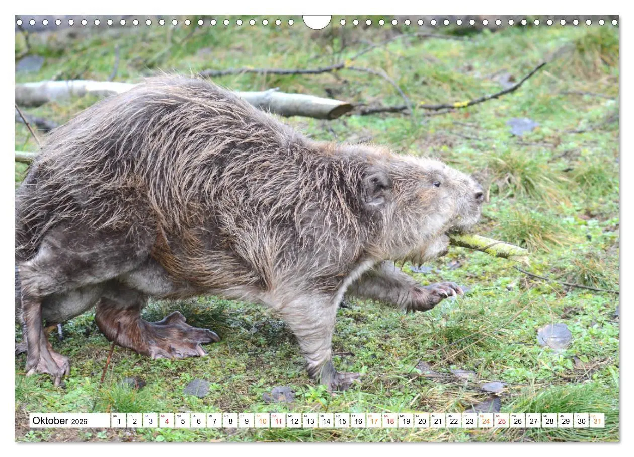 Bild: 9783457731390 | Der Biber, ein guter Bauhandwerker (Wandkalender 2026 DIN A3 quer),...