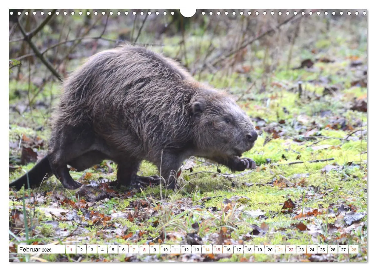 Bild: 9783457731390 | Der Biber, ein guter Bauhandwerker (Wandkalender 2026 DIN A3 quer),...