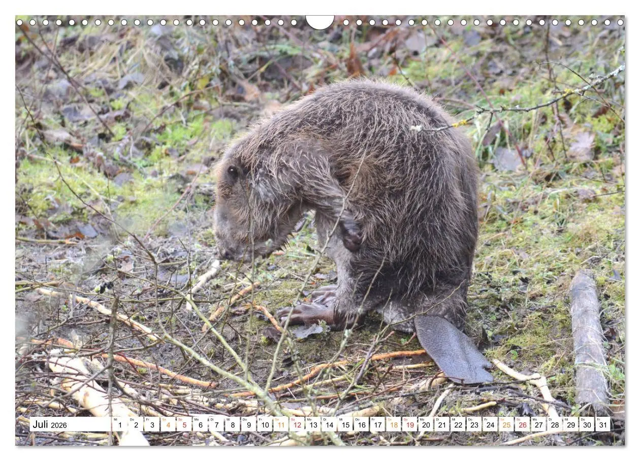 Bild: 9783457731390 | Der Biber, ein guter Bauhandwerker (Wandkalender 2026 DIN A3 quer),...