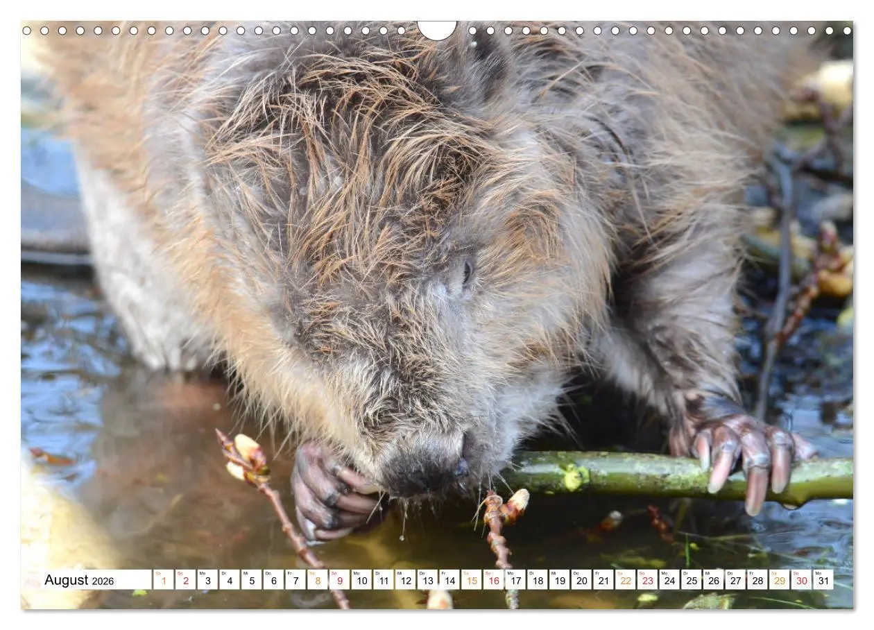 Bild: 9783457731390 | Der Biber, ein guter Bauhandwerker (Wandkalender 2026 DIN A3 quer),...