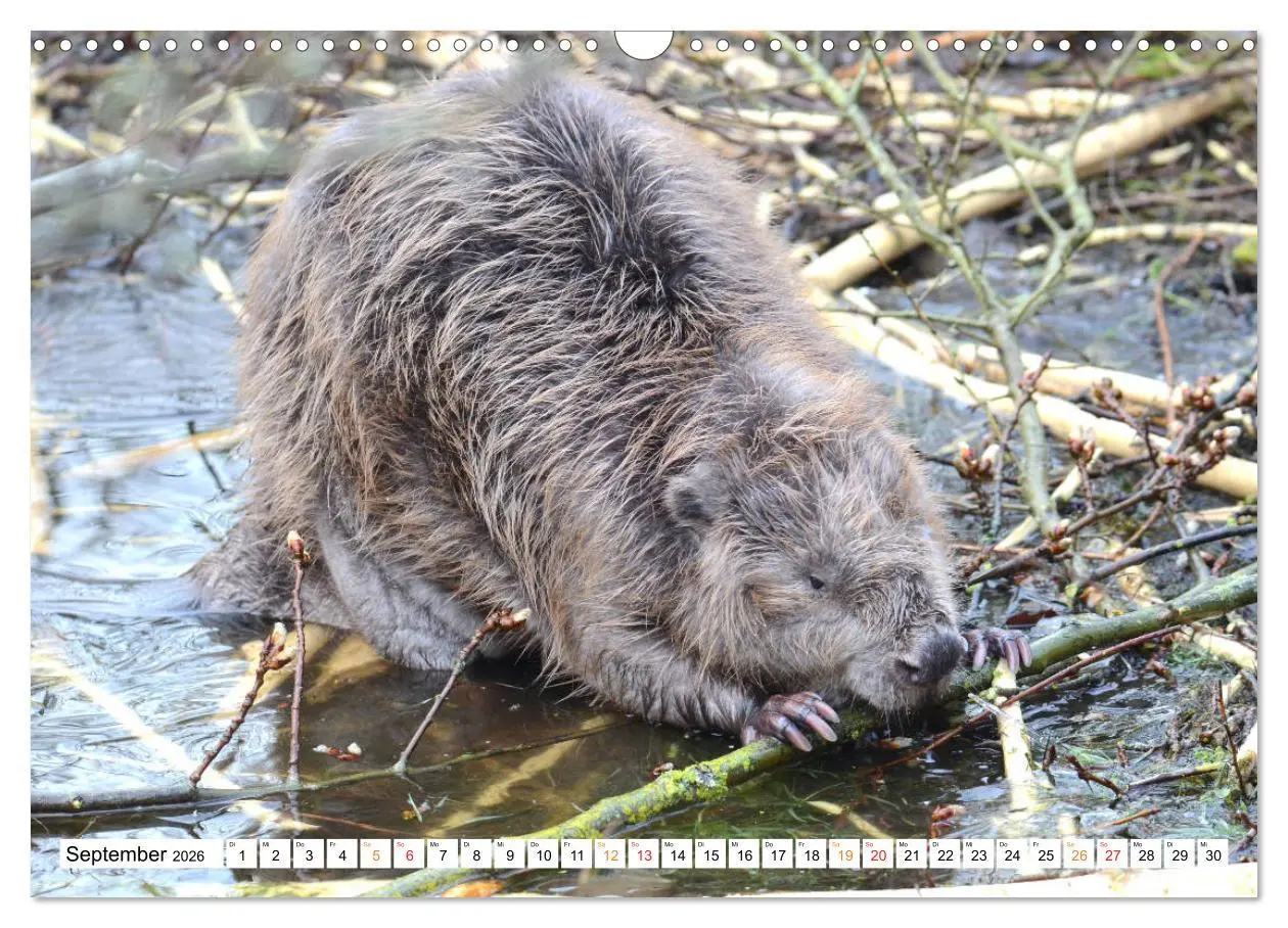 Bild: 9783457731390 | Der Biber, ein guter Bauhandwerker (Wandkalender 2026 DIN A3 quer),...