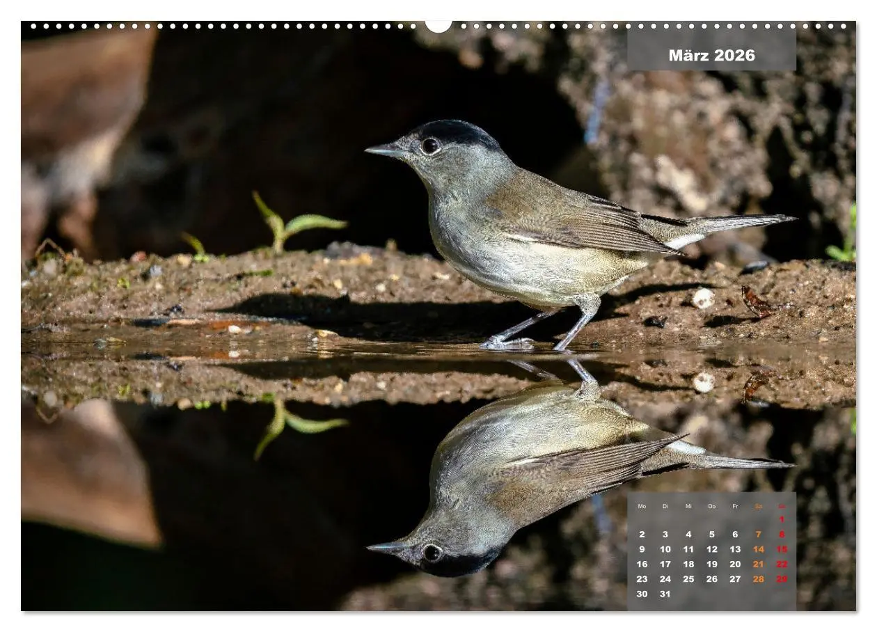 Bild: 9783457581490 | SINGVÖGEL - Die prächtigen Sänger in schönem Ambiente (Wandkalender...