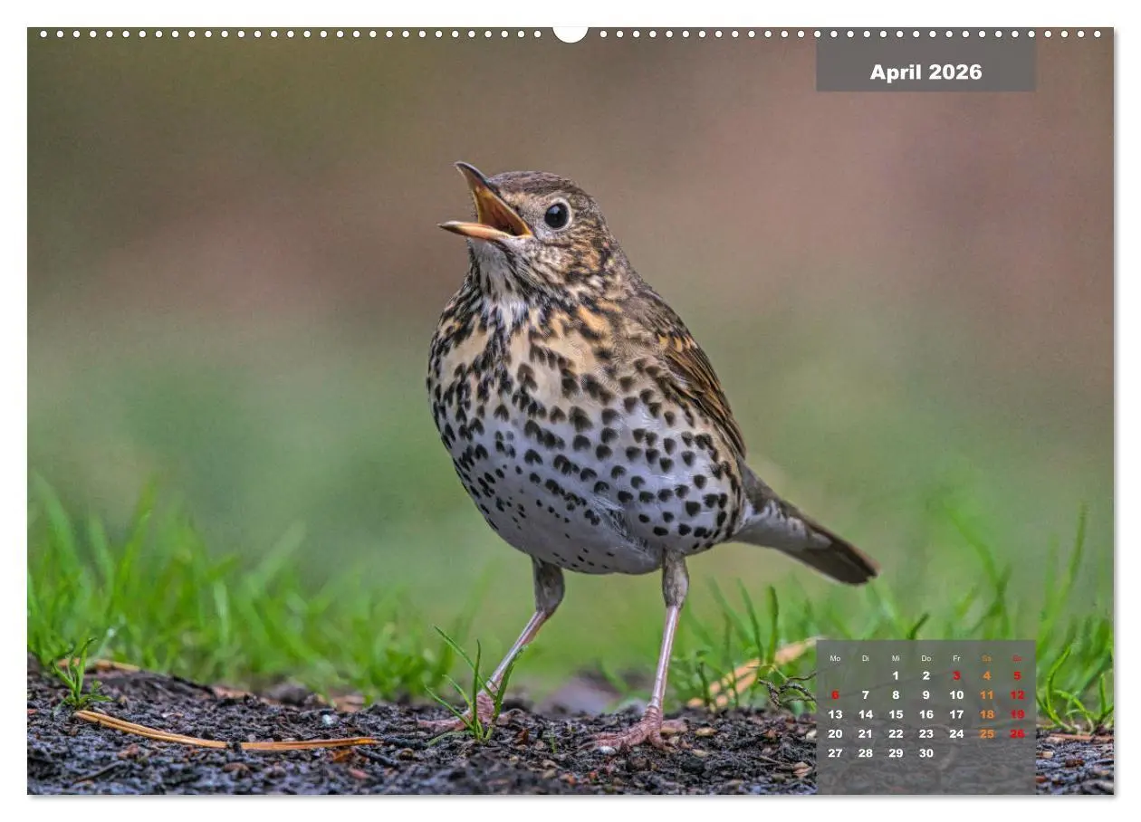 Bild: 9783457581490 | SINGVÖGEL - Die prächtigen Sänger in schönem Ambiente (Wandkalender...