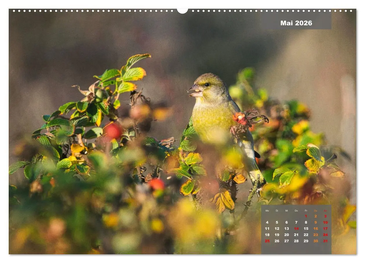 Bild: 9783457581490 | SINGVÖGEL - Die prächtigen Sänger in schönem Ambiente (Wandkalender...