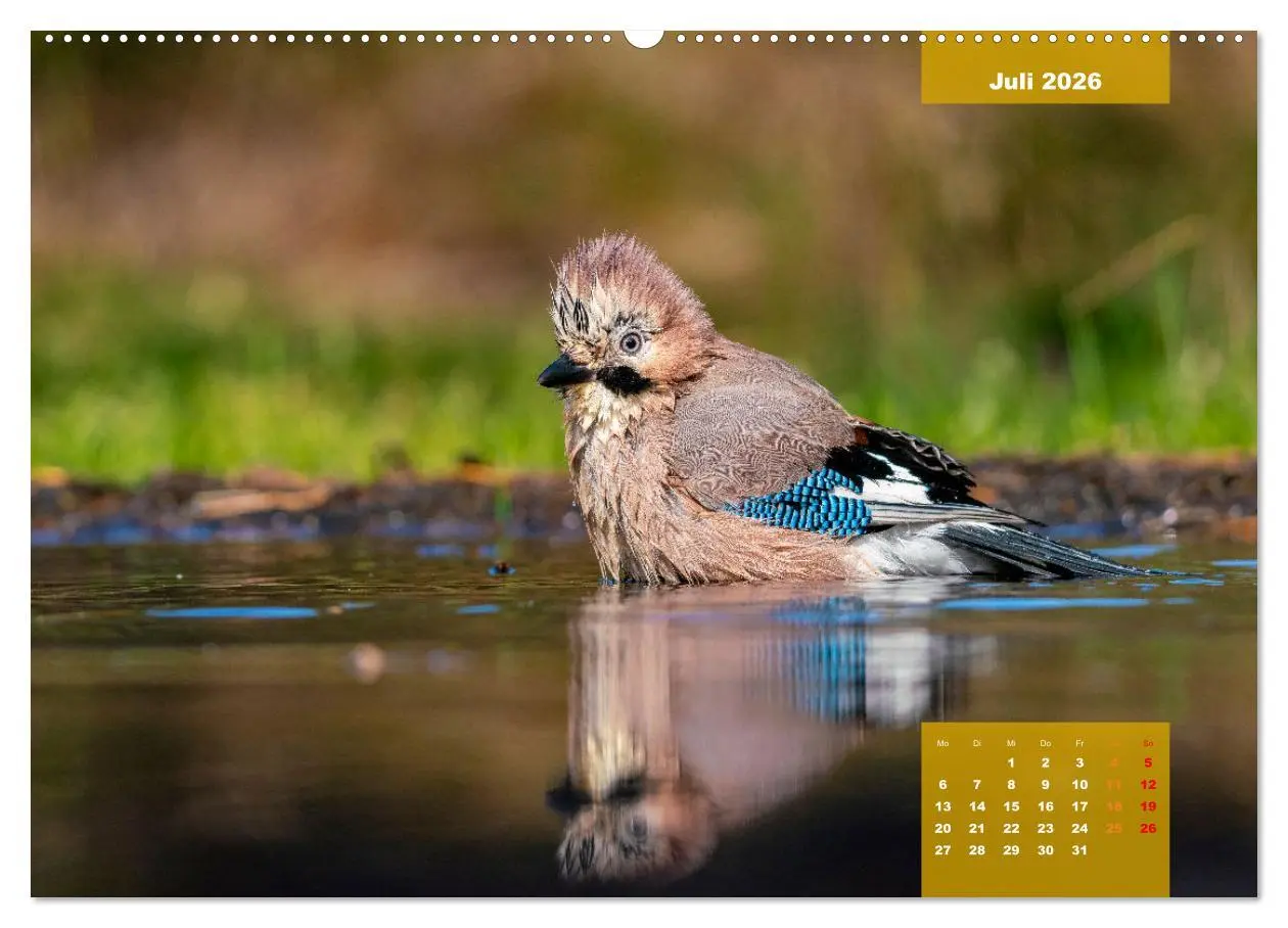 Bild: 9783457581490 | SINGVÖGEL - Die prächtigen Sänger in schönem Ambiente (Wandkalender...