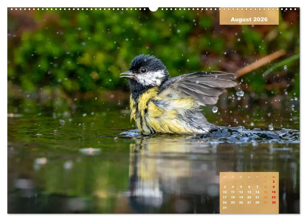 Bild: 9783457581490 | SINGVÖGEL - Die prächtigen Sänger in schönem Ambiente (Wandkalender...