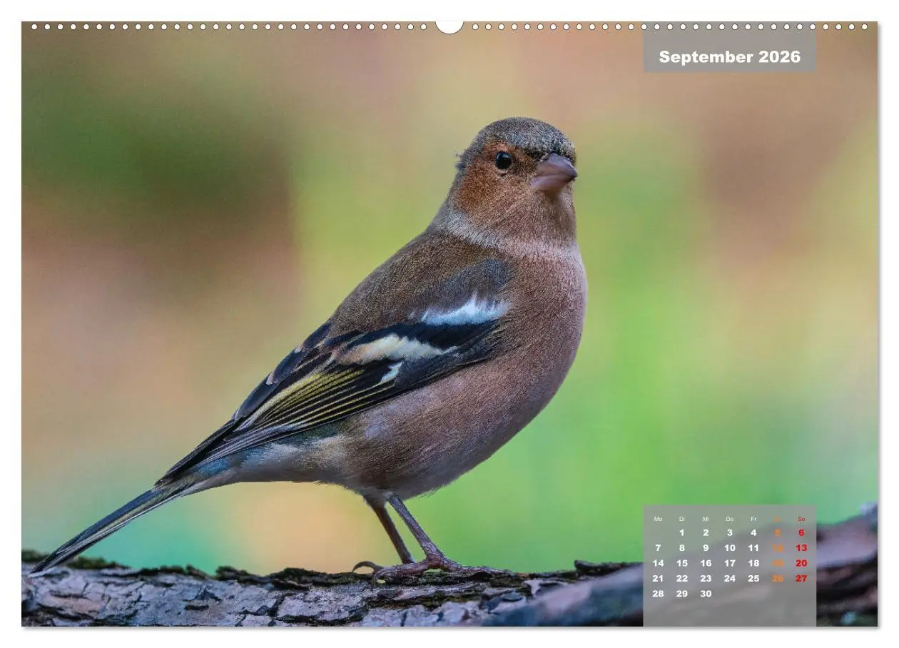 Bild: 9783457581490 | SINGVÖGEL - Die prächtigen Sänger in schönem Ambiente (Wandkalender...