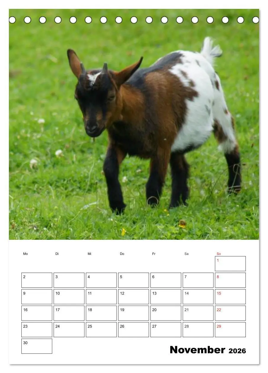 Bild: 9783516431490 | Ziegen Terminplaner (Tischkalender 2026 DIN A5 hoch), CALVENDO...