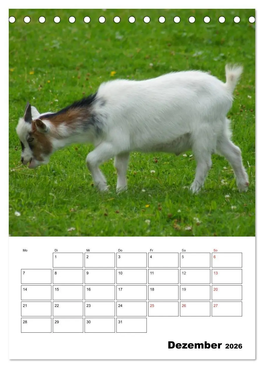 Bild: 9783516431490 | Ziegen Terminplaner (Tischkalender 2026 DIN A5 hoch), CALVENDO...