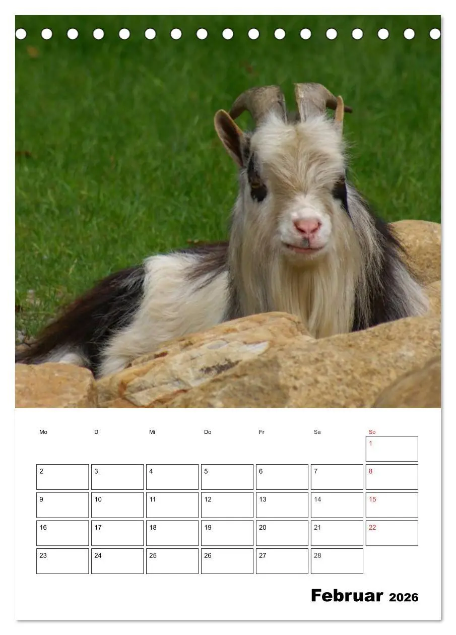 Bild: 9783516431490 | Ziegen Terminplaner (Tischkalender 2026 DIN A5 hoch), CALVENDO...