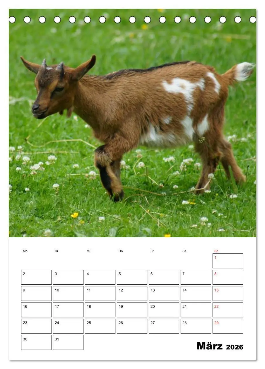 Bild: 9783516431490 | Ziegen Terminplaner (Tischkalender 2026 DIN A5 hoch), CALVENDO...