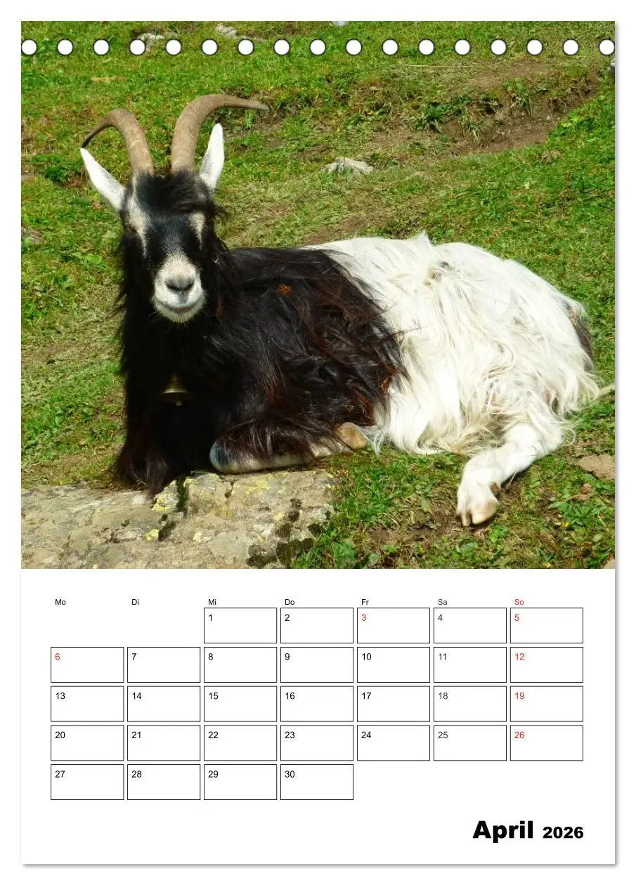 Bild: 9783516431490 | Ziegen Terminplaner (Tischkalender 2026 DIN A5 hoch), CALVENDO...