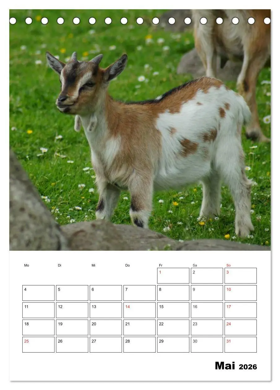 Bild: 9783516431490 | Ziegen Terminplaner (Tischkalender 2026 DIN A5 hoch), CALVENDO...
