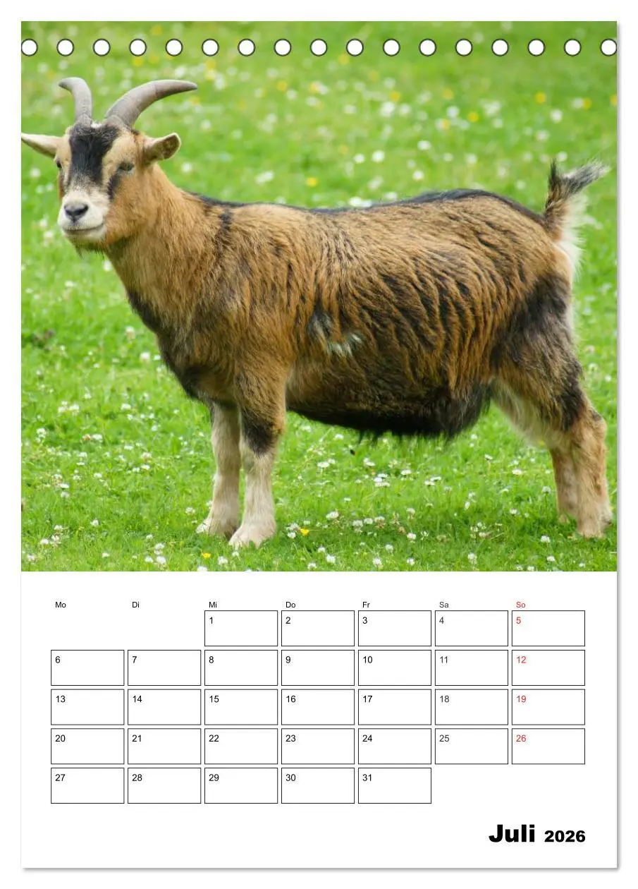 Bild: 9783516431490 | Ziegen Terminplaner (Tischkalender 2026 DIN A5 hoch), CALVENDO...