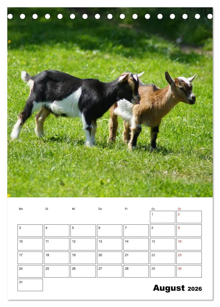Bild: 9783516431490 | Ziegen Terminplaner (Tischkalender 2026 DIN A5 hoch), CALVENDO...