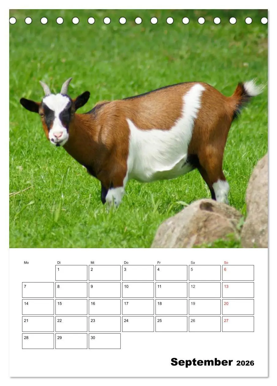 Bild: 9783516431490 | Ziegen Terminplaner (Tischkalender 2026 DIN A5 hoch), CALVENDO...
