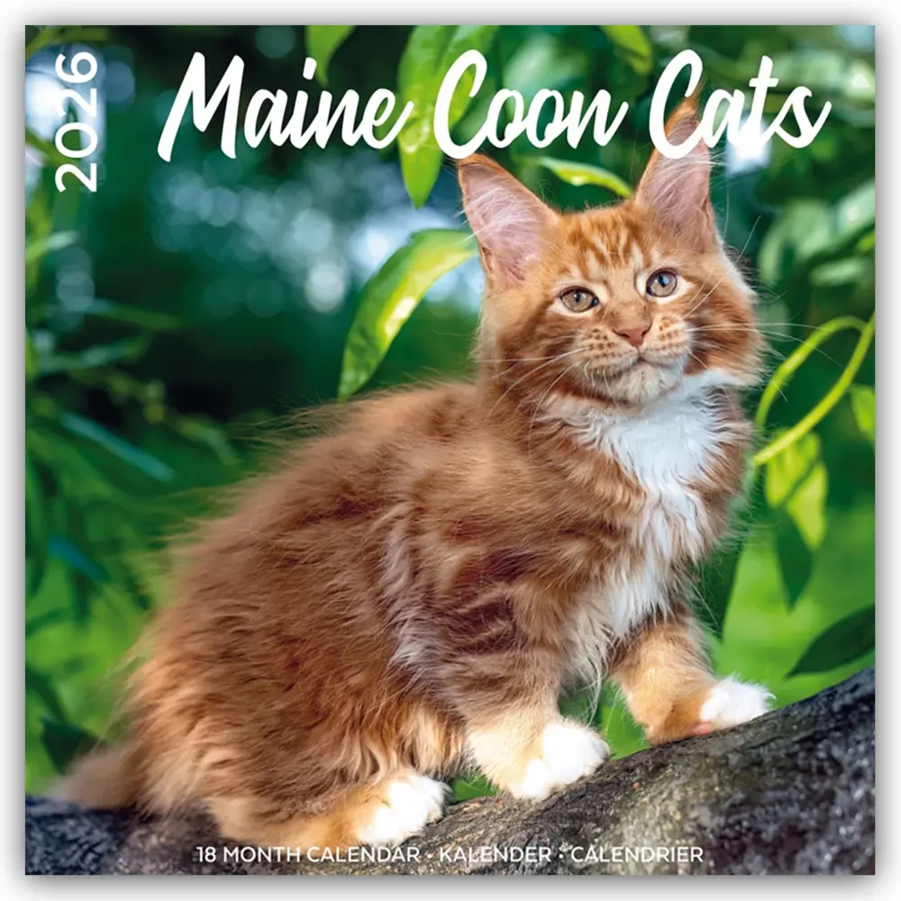 Cover: 9783803531490 | Maine Coon Cats - Main Coon Katzen 2026 - 18-Monatskalender -...