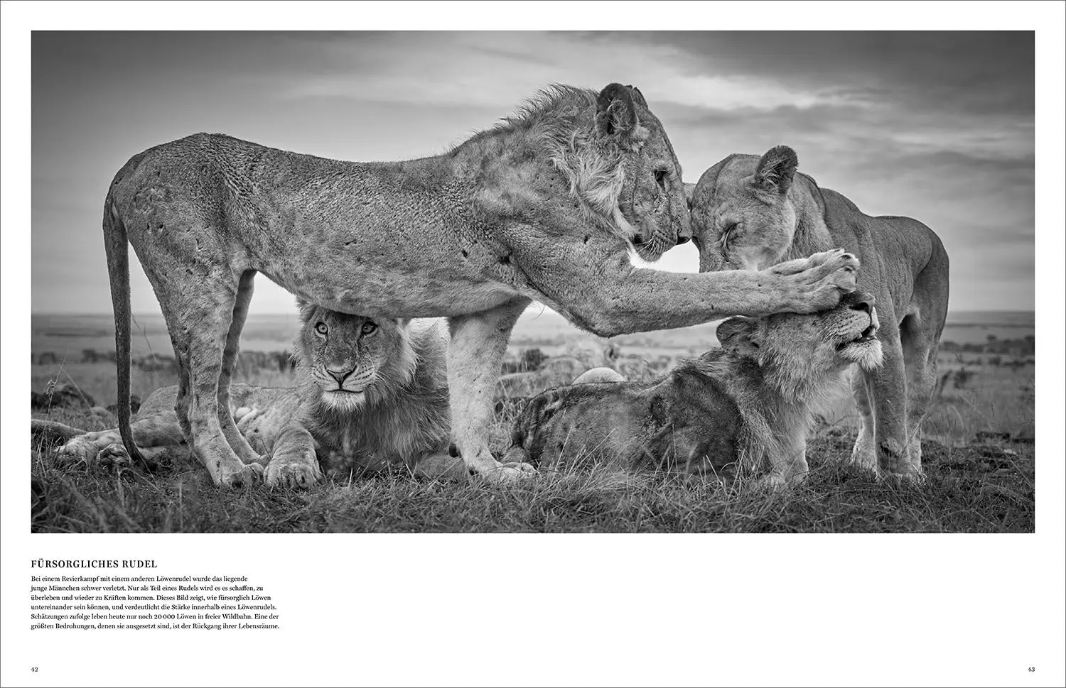 Bild: 9783969651490 | KUNTH Bildband Wild und frei | Steve Mccurry (u. a.) | Buch | 272 S.