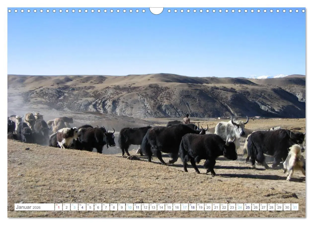 Bild: 9783516111590 | Tibet (Wandkalender 2026 DIN A3 quer), CALVENDO Monatskalender | Pickl