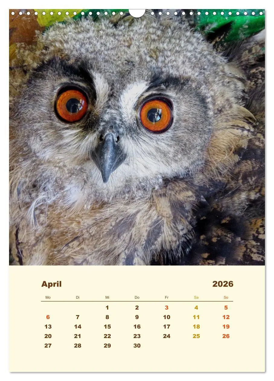 Bild: 9783516351590 | Uhu, die Faszination bernsteinfarbener Augen (Wandkalender 2026 DIN...