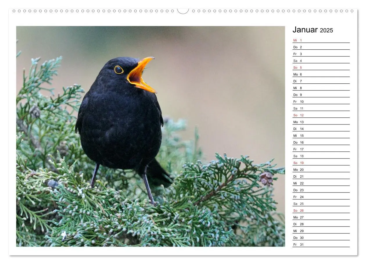 Bild: 9783435471690 | Gefiederte Freunde - Unsere heimischen Gartenvögel (Wandkalender...