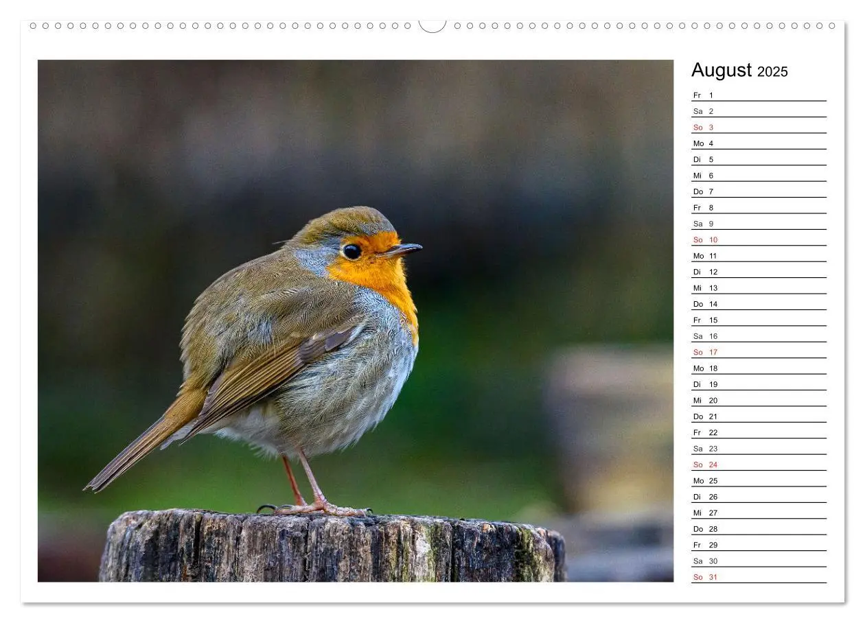 Bild: 9783435471690 | Gefiederte Freunde - Unsere heimischen Gartenvögel (Wandkalender...
