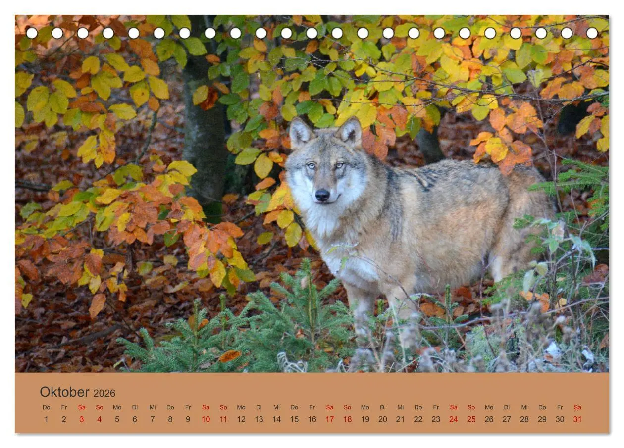 Bild: 9783457871690 | Begegnungen DER WOLF (Tischkalender 2026 DIN A5 quer), CALVENDO...
