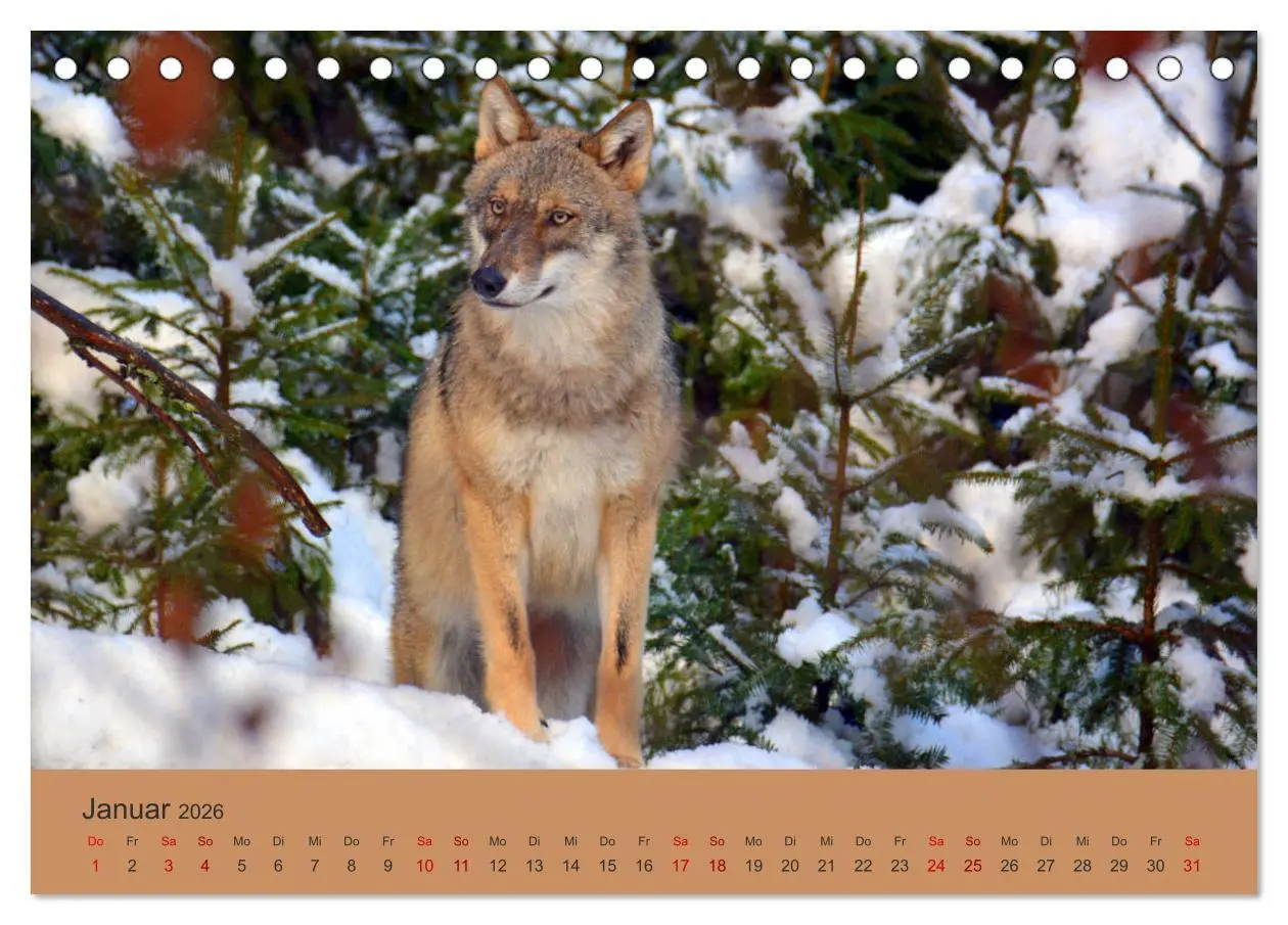 Bild: 9783457871690 | Begegnungen DER WOLF (Tischkalender 2026 DIN A5 quer), CALVENDO...