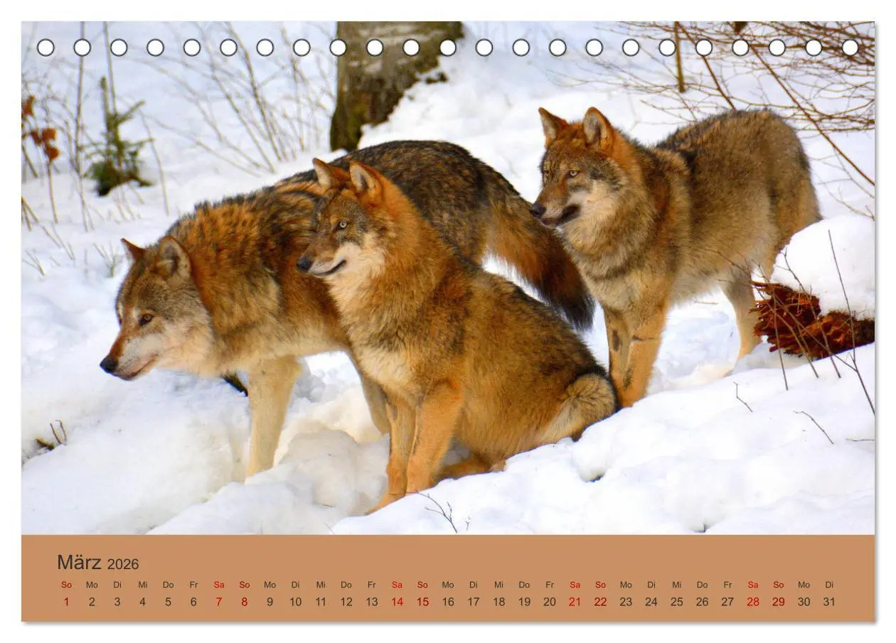Bild: 9783457871690 | Begegnungen DER WOLF (Tischkalender 2026 DIN A5 quer), CALVENDO...