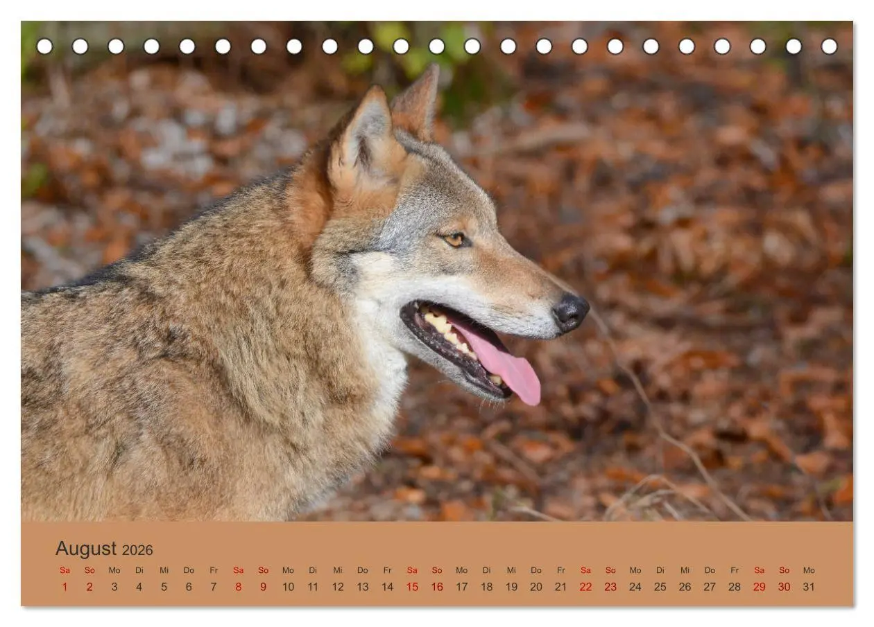 Bild: 9783457871690 | Begegnungen DER WOLF (Tischkalender 2026 DIN A5 quer), CALVENDO...