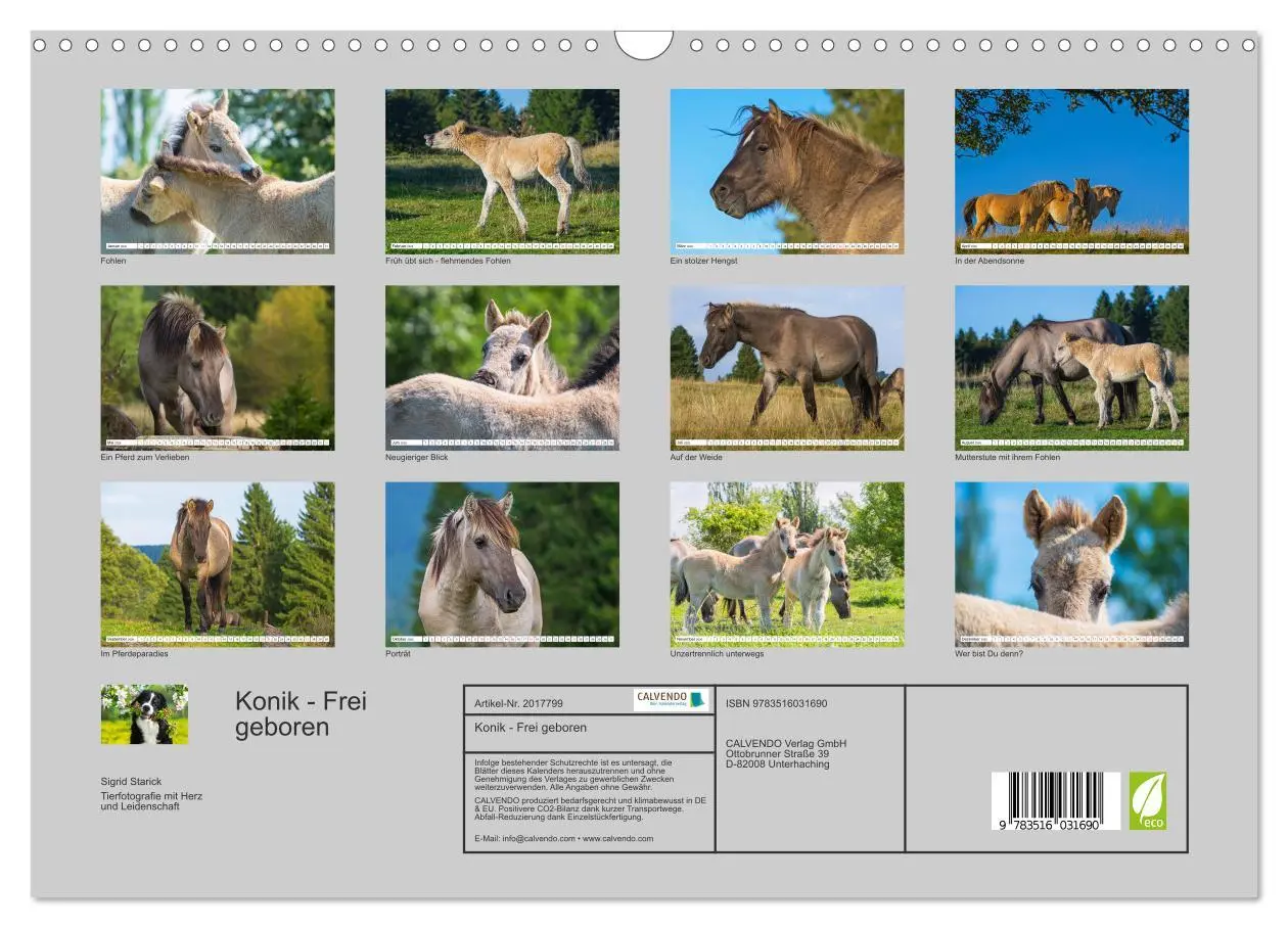 Bild: 9783516031690 | Konik - Frei geboren (Wandkalender 2026 DIN A3 quer), CALVENDO...