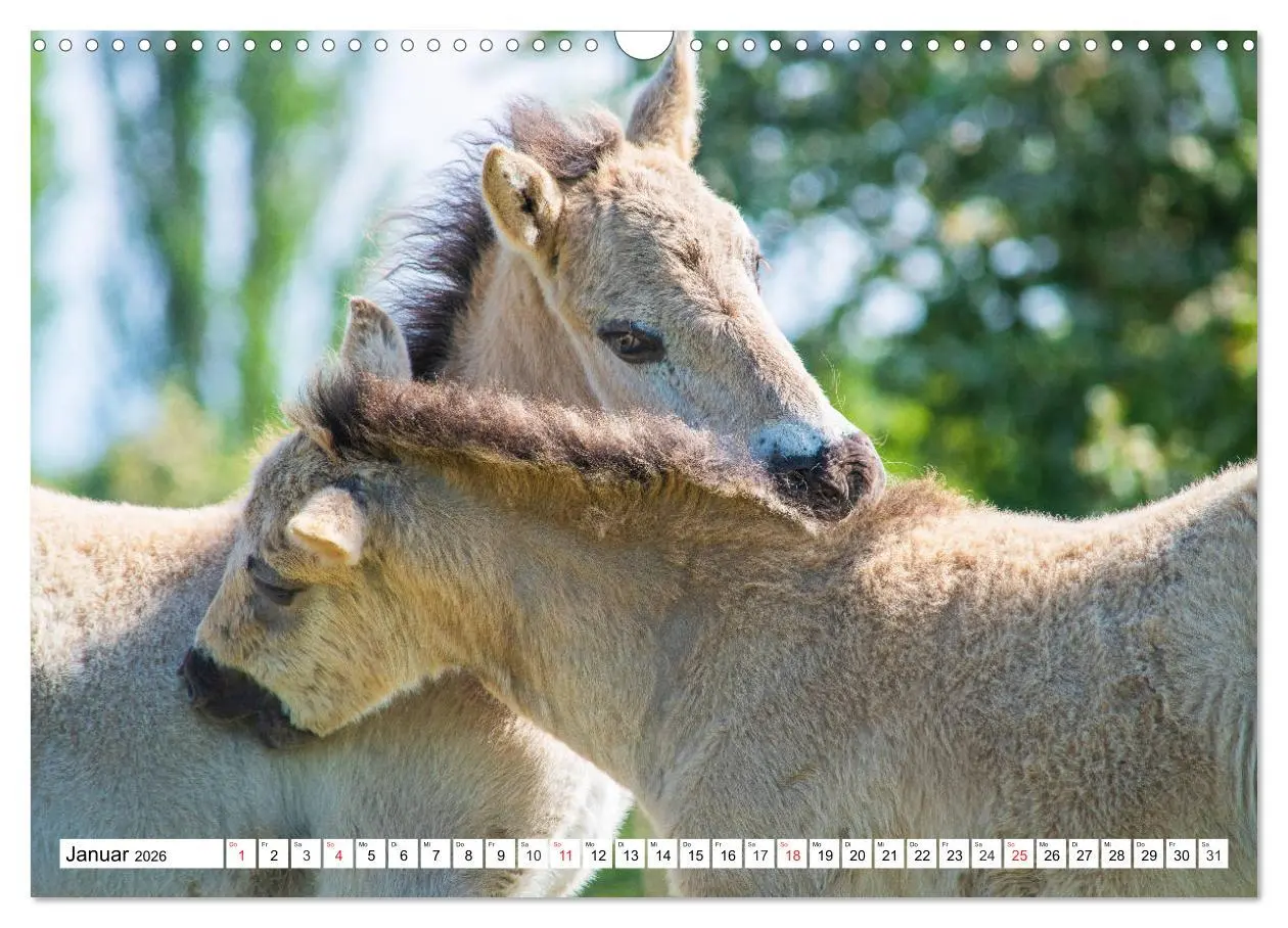 Bild: 9783516031690 | Konik - Frei geboren (Wandkalender 2026 DIN A3 quer), CALVENDO...
