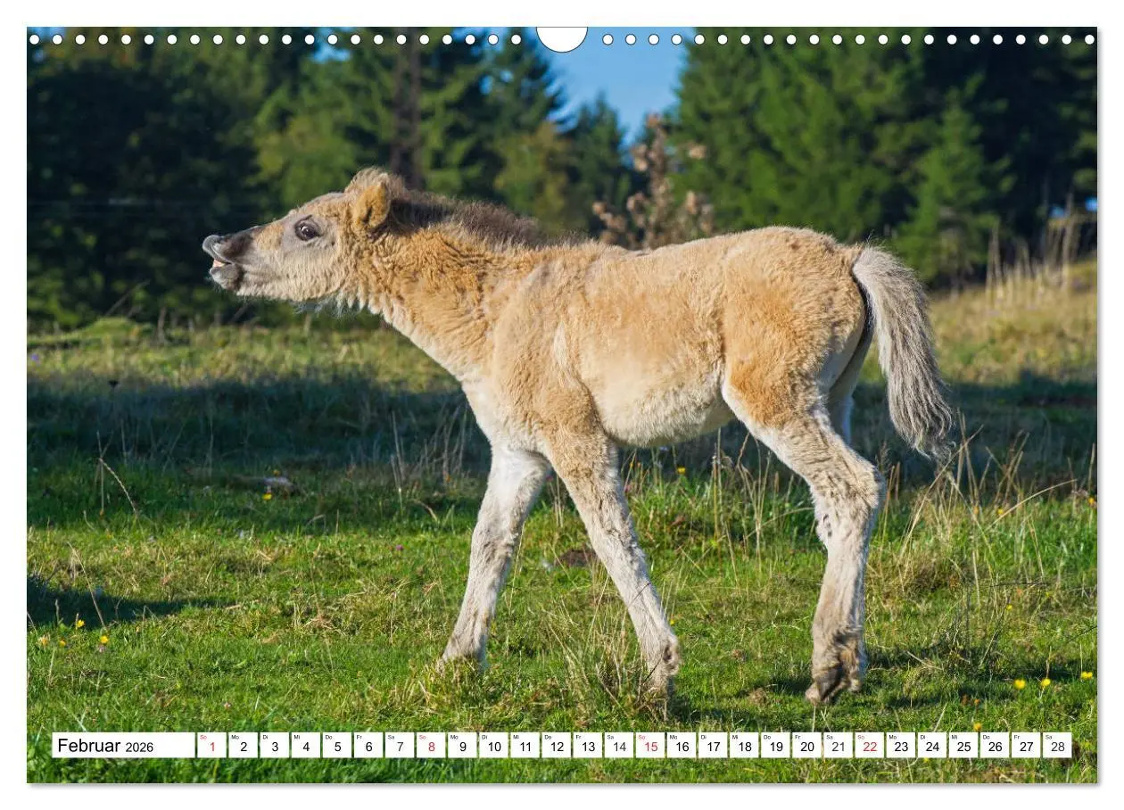 Bild: 9783516031690 | Konik - Frei geboren (Wandkalender 2026 DIN A3 quer), CALVENDO...