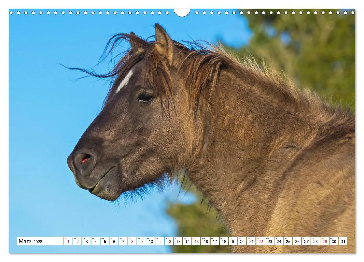 Bild: 9783516031690 | Konik - Frei geboren (Wandkalender 2026 DIN A3 quer), CALVENDO...