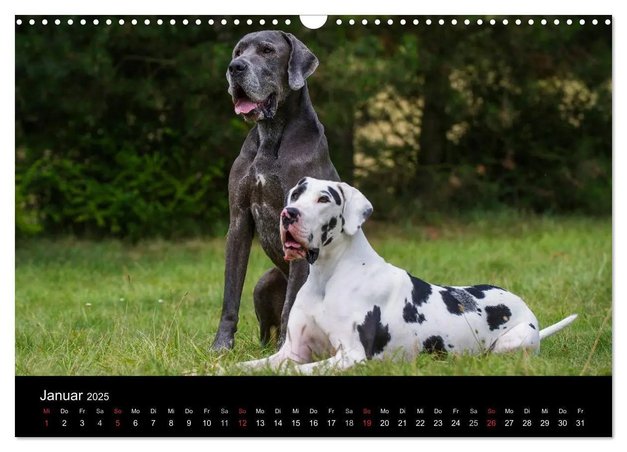 Bild: 9783435761890 | Deutsche Dogge 2025 (Wandkalender 2025 DIN A3 quer), CALVENDO...