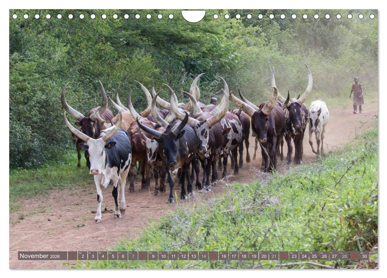 Bild: 9783457851890 | Geheimtipp Uganda (Wandkalender 2026 DIN A4 quer), CALVENDO...