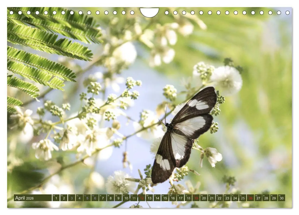 Bild: 9783457851890 | Geheimtipp Uganda (Wandkalender 2026 DIN A4 quer), CALVENDO...