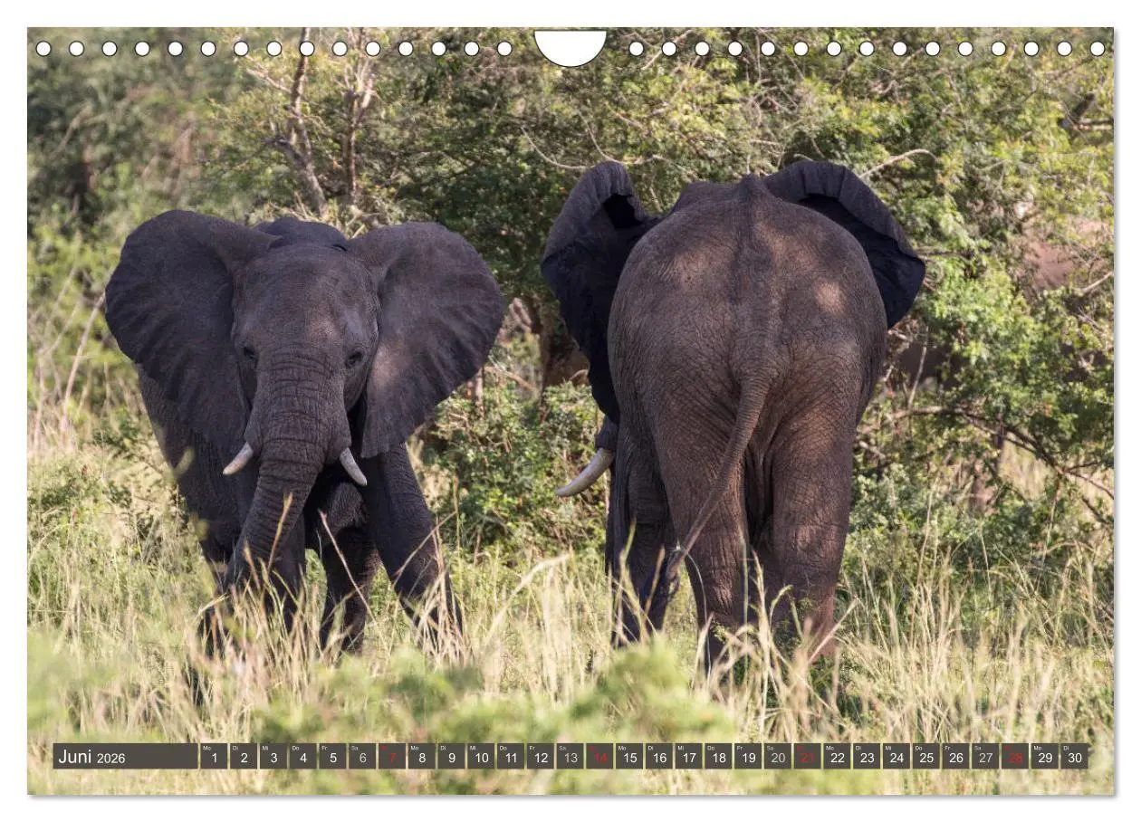 Bild: 9783457851890 | Geheimtipp Uganda (Wandkalender 2026 DIN A4 quer), CALVENDO...