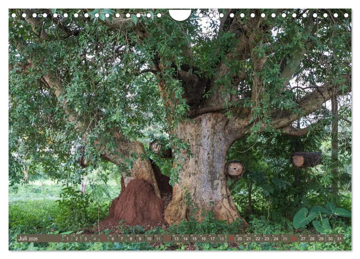 Bild: 9783457851890 | Geheimtipp Uganda (Wandkalender 2026 DIN A4 quer), CALVENDO...