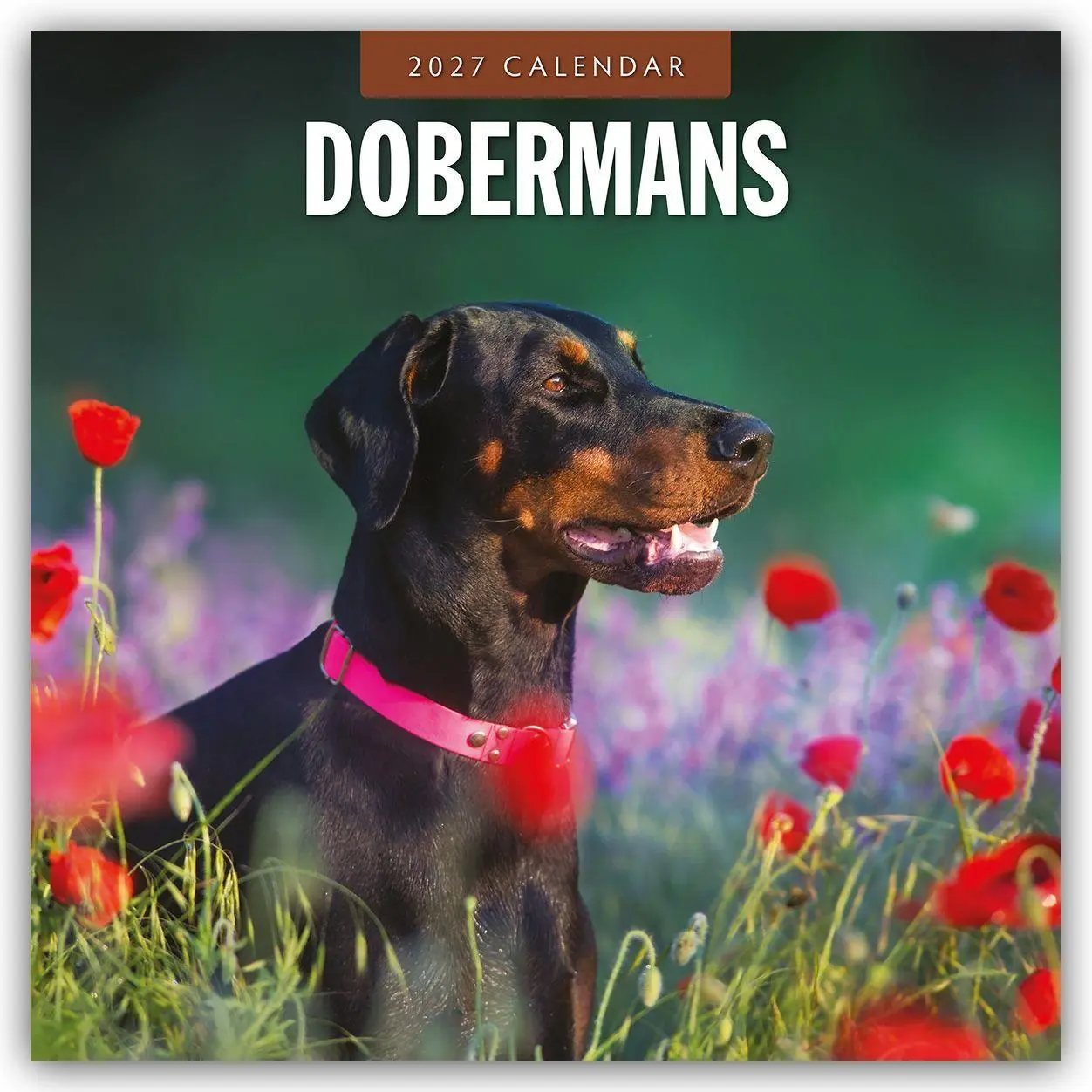 Cover: 9781837012190 | Dobermans - Dobermann 2027 - 16-Monatskalender | Robin Red | Kalender