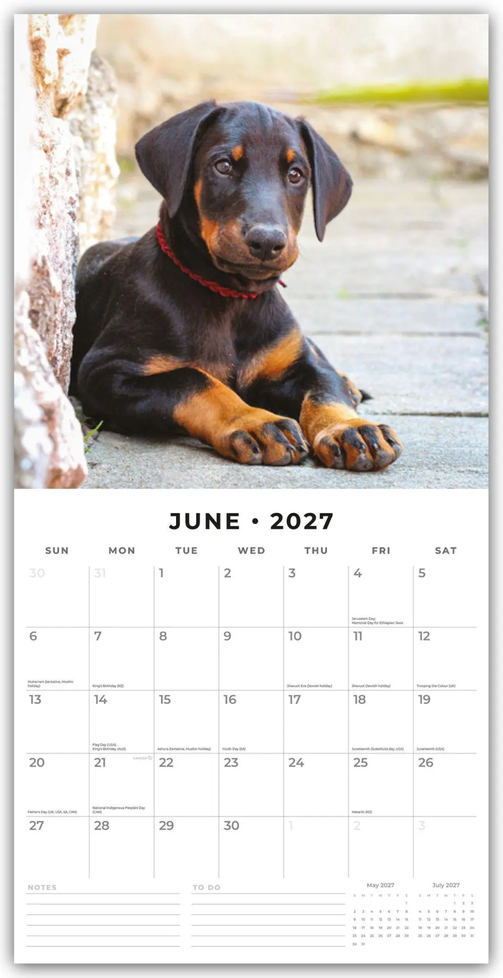 Bild: 9781837012190 | Dobermans - Dobermann 2027 - 16-Monatskalender | Robin Red | Kalender