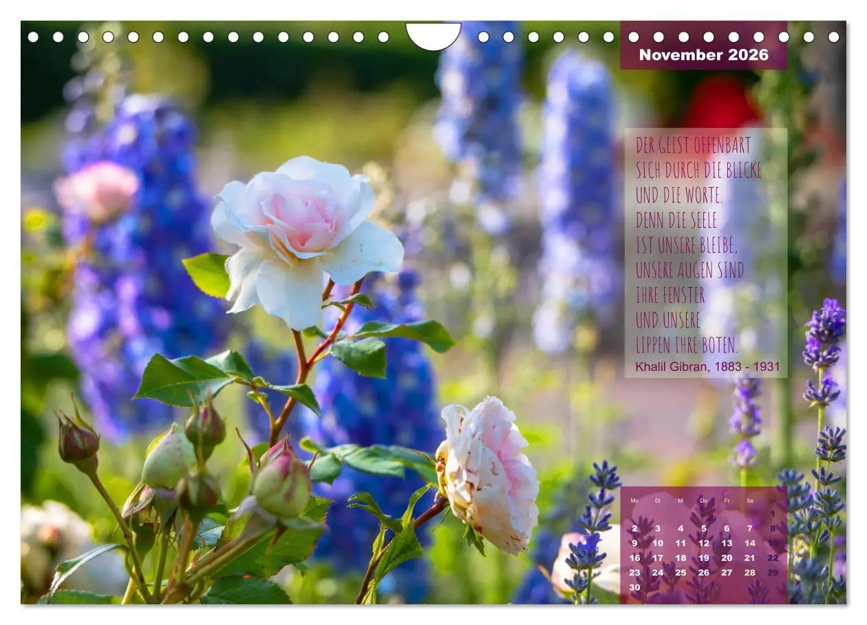 Bild: 9783457582190 | Rose Königin des Gartens (Wandkalender 2026 DIN A4 quer), CALVENDO...
