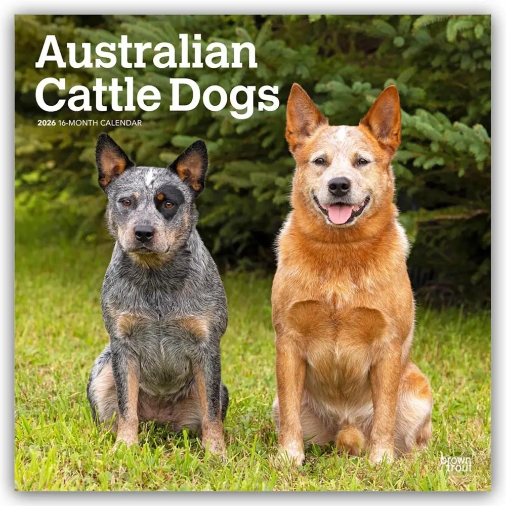 Cover: 9798330702190 | Australian Cattle Dogs 2026 12 X 24 Inch (Hanging) Monthly Square...