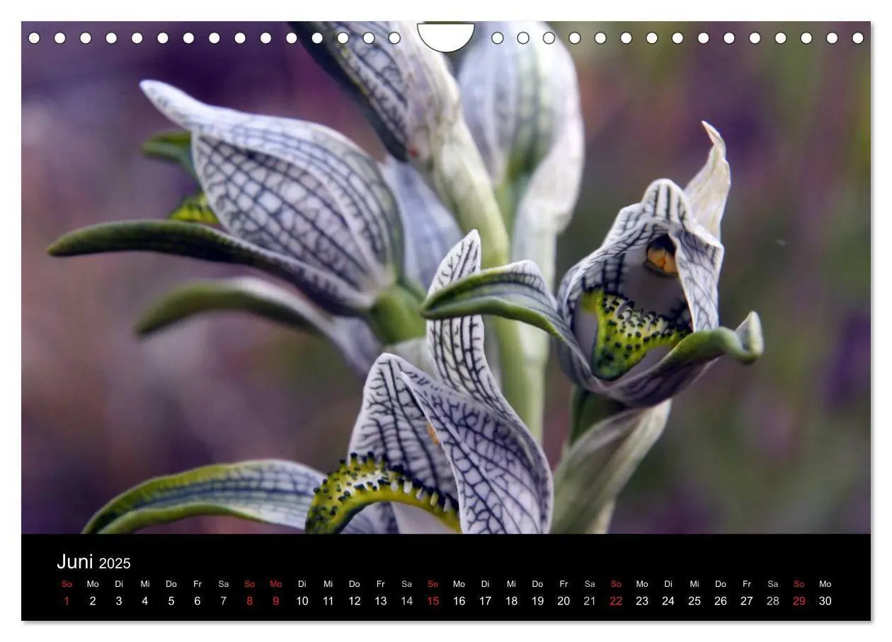 Bild: 9783435482290 | Südpatagonien - das "Ende" der Welt (Wandkalender 2025 DIN A4...