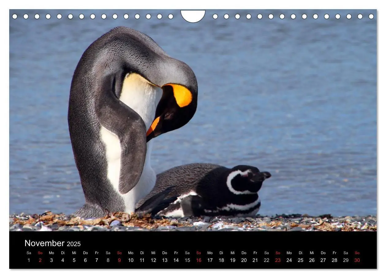 Bild: 9783435482290 | Südpatagonien - das "Ende" der Welt (Wandkalender 2025 DIN A4...