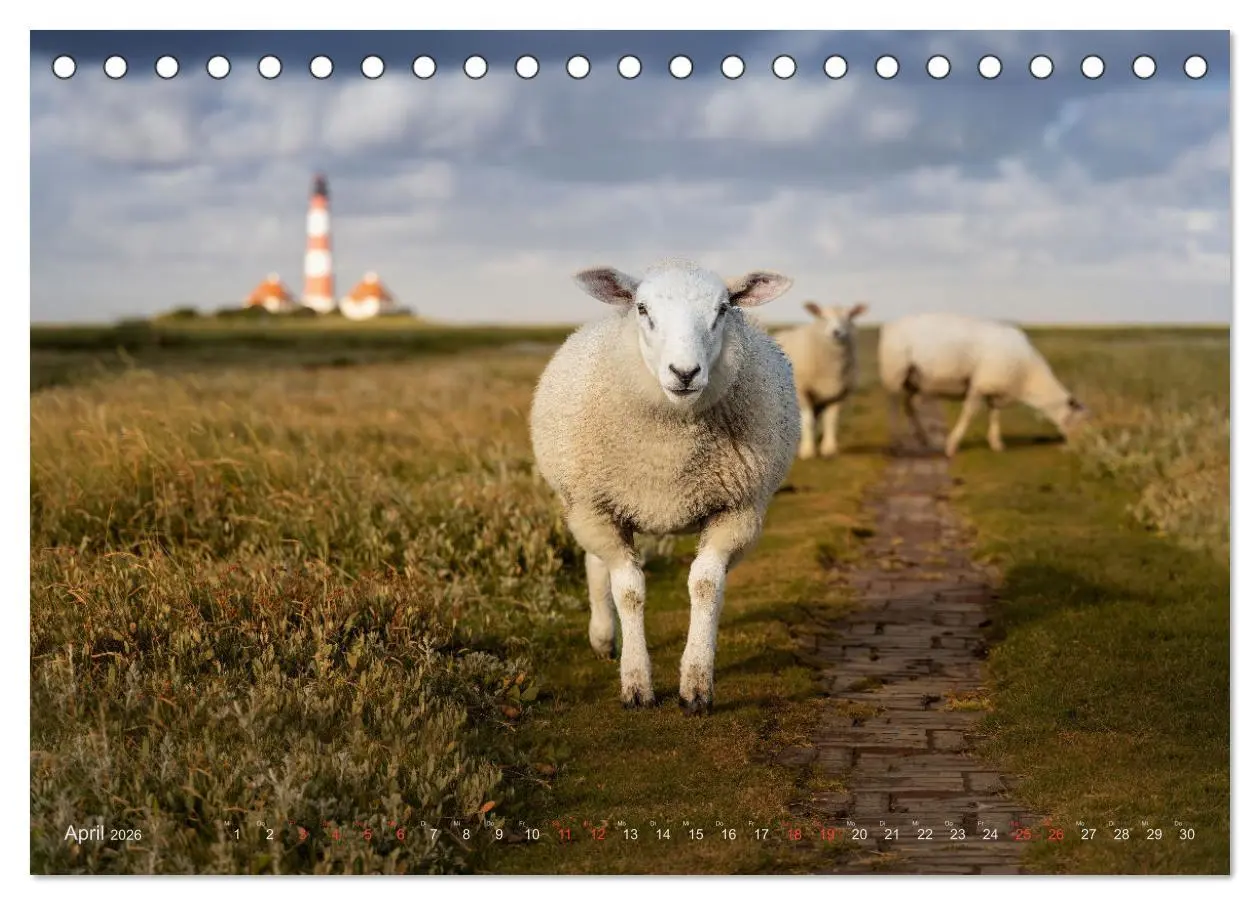 Bild: 9783457572290 | Wunderschönes Eiderstedt (Tischkalender 2026 DIN A5 quer), CALVENDO...